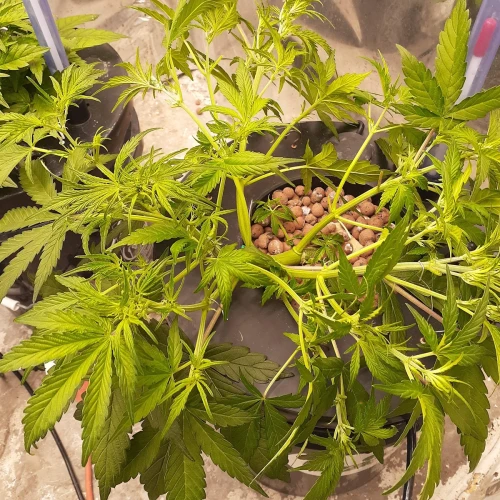 Magnum Auto Week 6