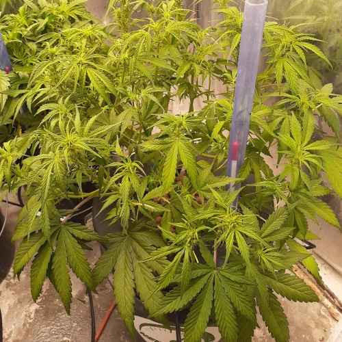 Magnum Auto Week 7