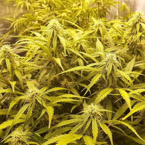 Magnum Auto Week 8