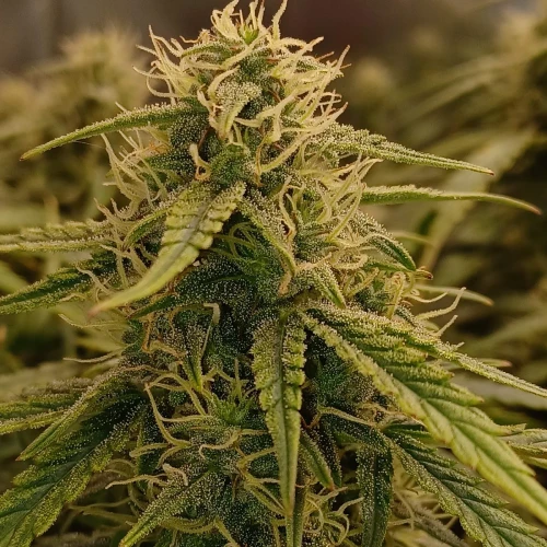 Magnum Auto Week 9
