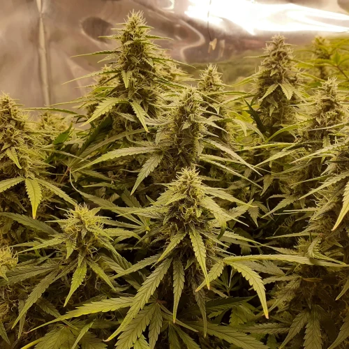 Magnum Auto Week 10