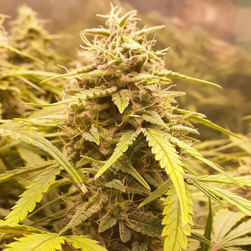 Magnum Auto Week 11