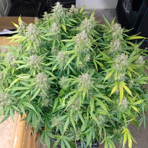 Magnum Auto Harvest Week