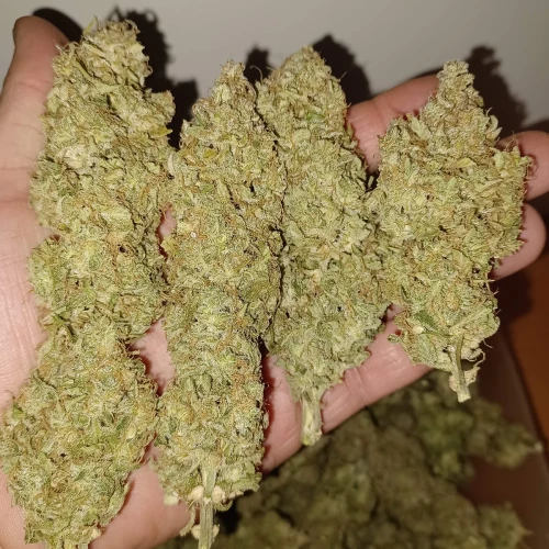 Magnum Auto Harvest Week