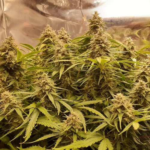 Magnum Auto Week 12
