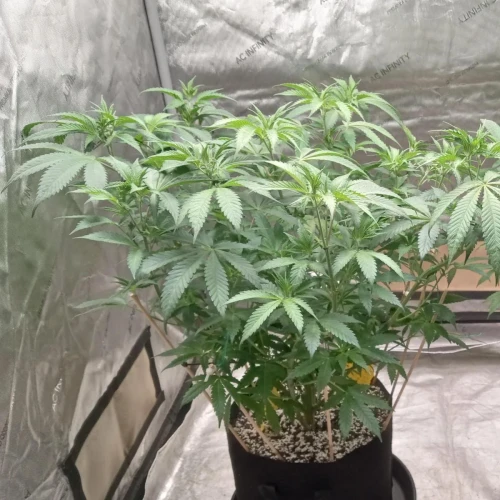 Maui Waui Week 9