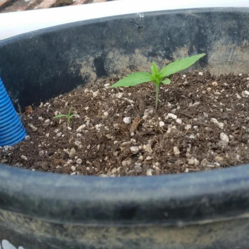 Moonshine Cookies Auto Week 2