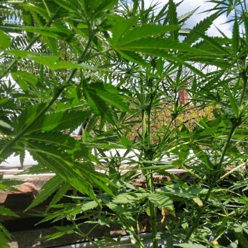 Moonshine Cookies Auto Week 5