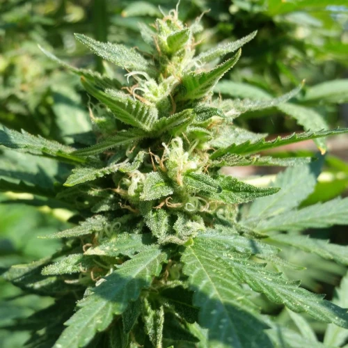 Moonshine Cookies Auto Week 7