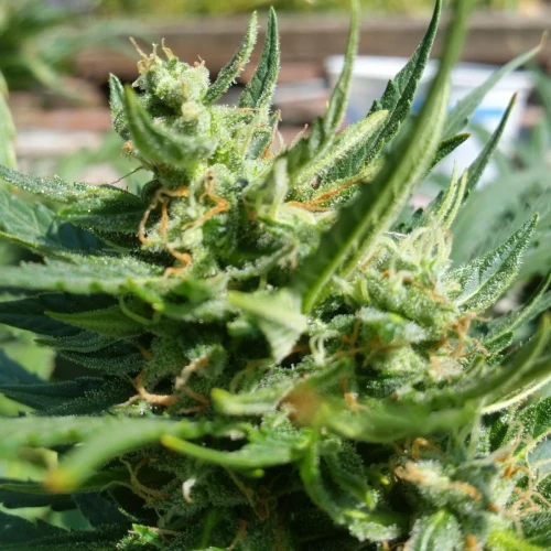 Moonshine Cookies Auto Week 8
