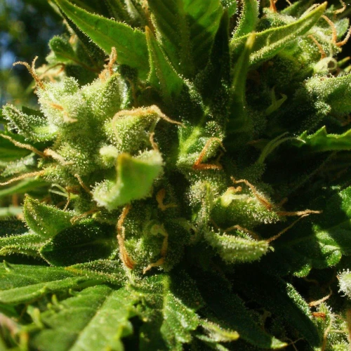 Moonshine Cookies Auto Week 9