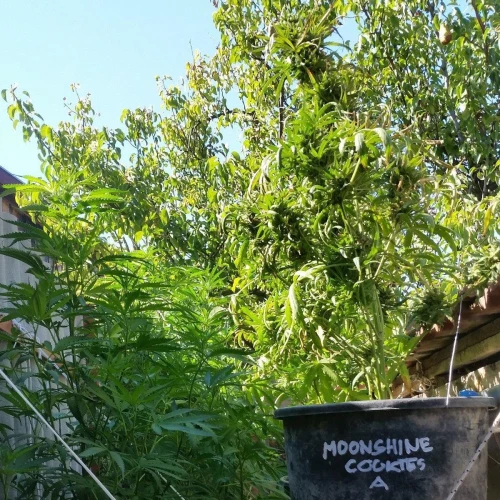 Moonshine Cookies Auto Week 10