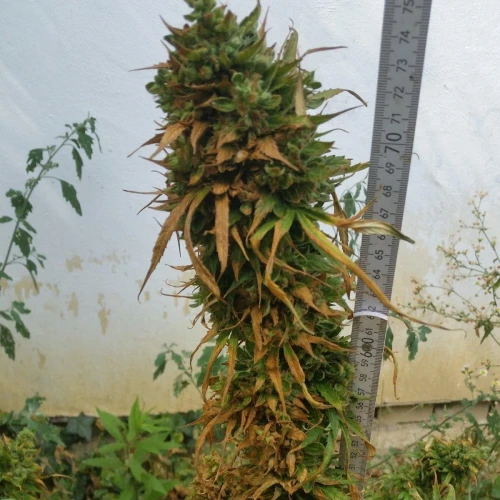 Moonshine Cookies Auto Week 11
