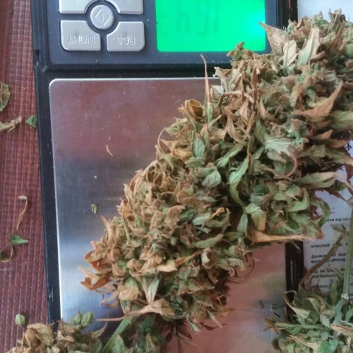 Moonshine Cookies Auto Week 12
