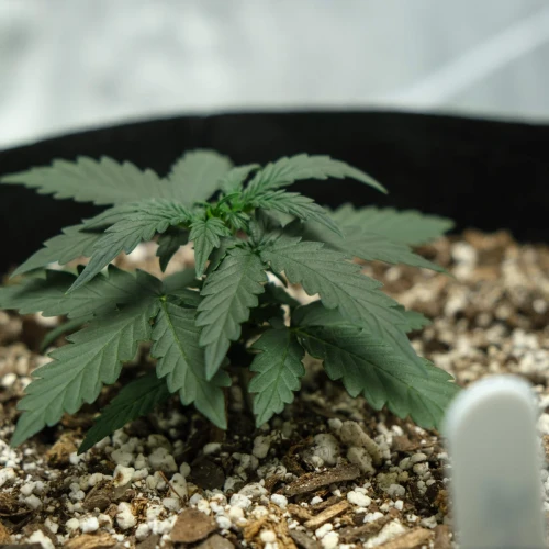 Northern Lights Auto Week 2