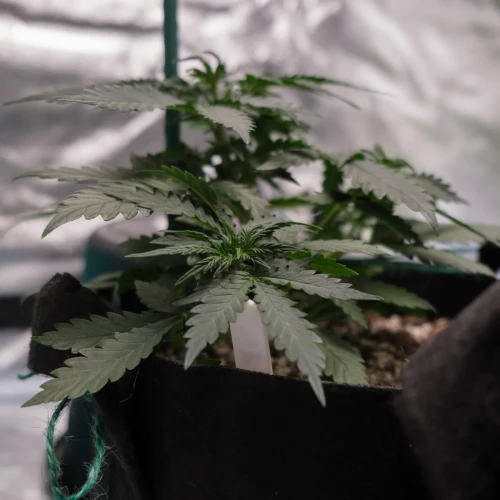 Northern Lights Auto Week 3