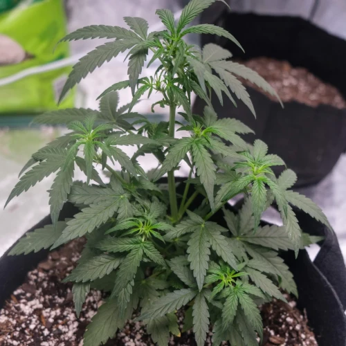 Northern Lights Auto Week 4