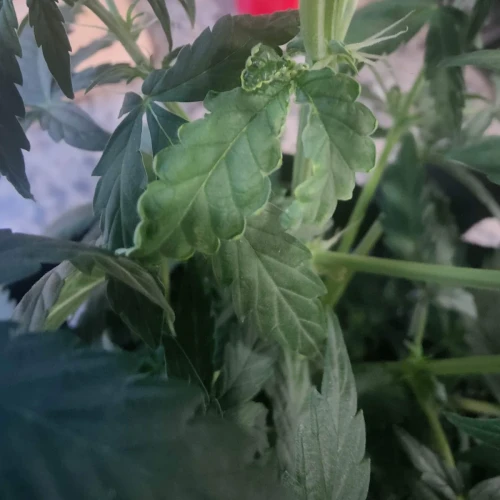 Northern Lights Auto Week 5