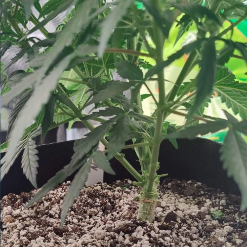 Northern Lights Auto Week 6