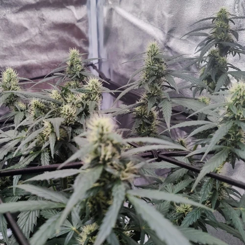 Northern Lights Auto Week 8