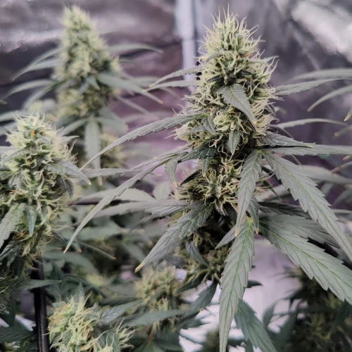 Northern Lights Auto Week 10