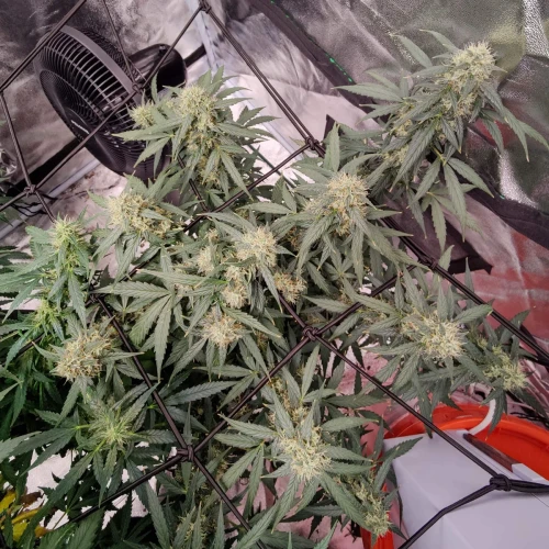Northern Lights Auto Week 11