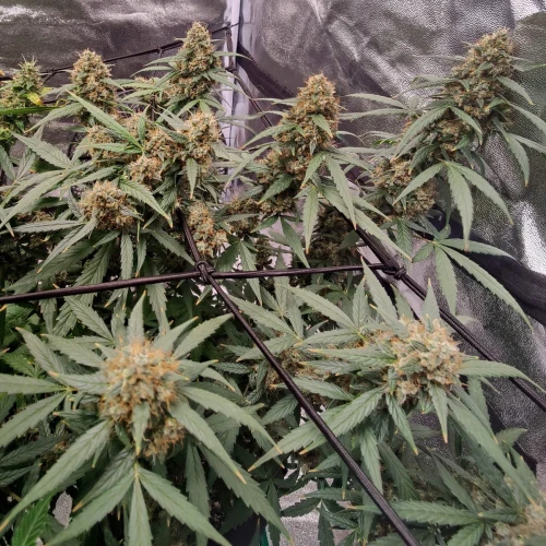 Northern Lights Auto Week 13