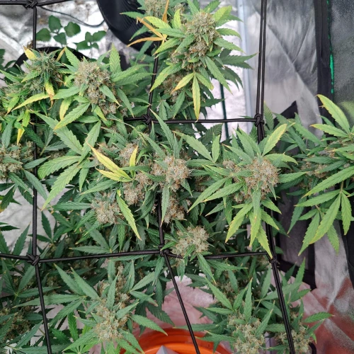 Northern Lights Auto Week 14