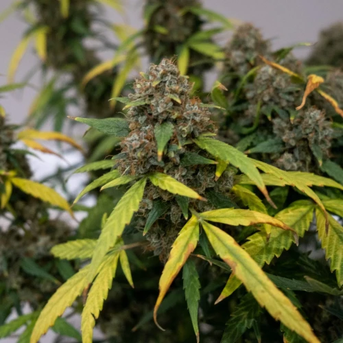 Northern Lights Auto Week 15