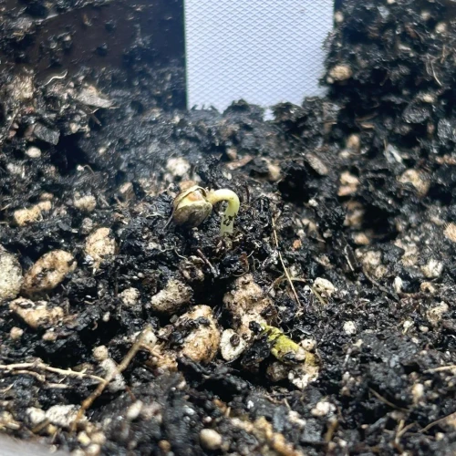 NYC Diesel Germination