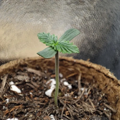 Pineapple Express Auto Week 1