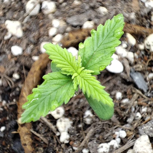 Pineapple Express Auto Week 2