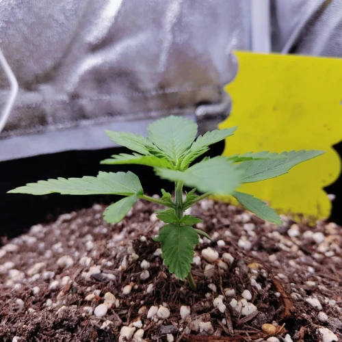 Pineapple Express Auto Week 3