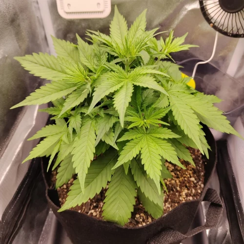 Pineapple Express Auto Week 4