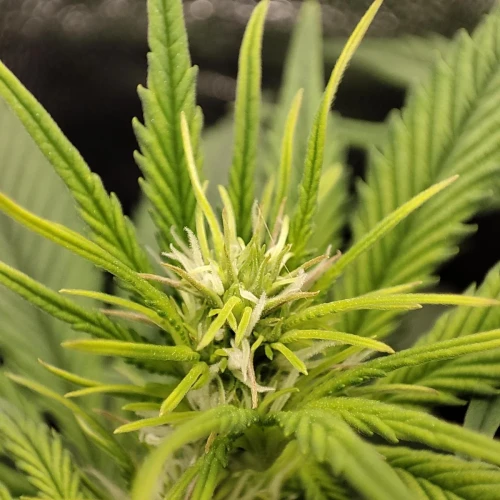 Pineapple Express Auto Week 5