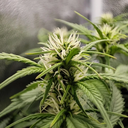 Pineapple Express Auto Week 6