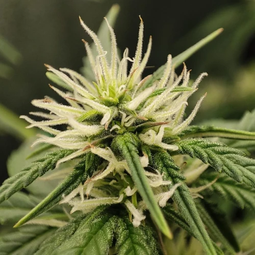 Pineapple Express Auto Week 7