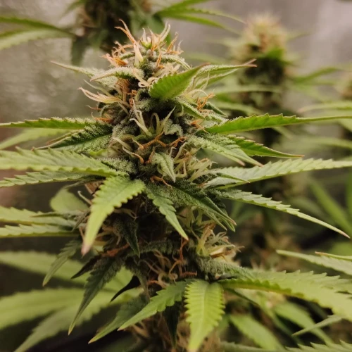 Pineapple Express Auto Week 8