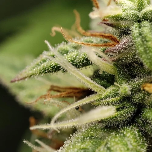 Pineapple Express Auto Week 9