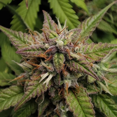 Pineapple Express Auto Week 10