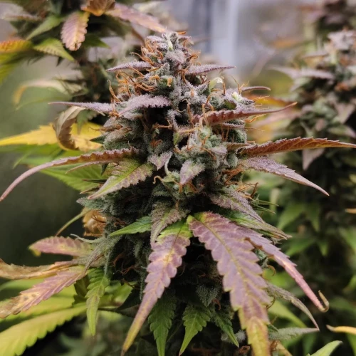Pineapple Express Auto Week 11