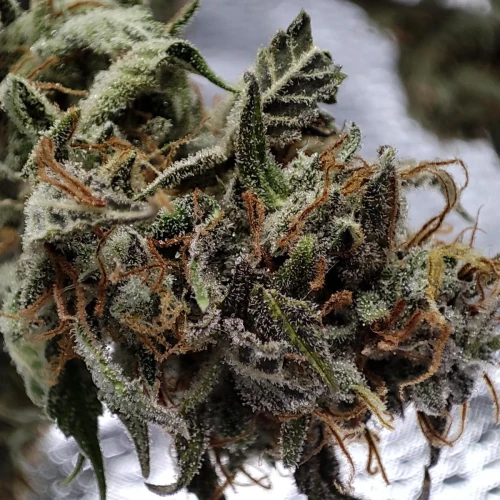 Pineapple Express Auto Week 12