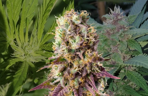 Pinkman Goo feminised - Week by Week Grow Diary