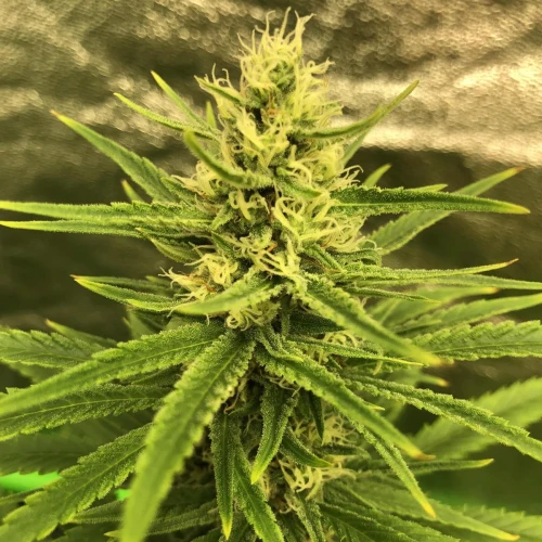 Purple Haze Week 16