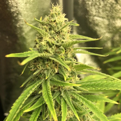 Purple Haze Week 18