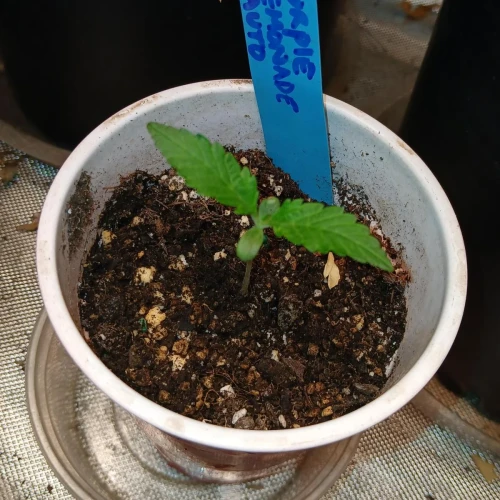 Purple Lemonade Auto Week 1