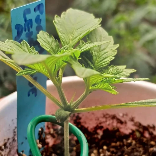 Purple Lemonade Auto Week 2