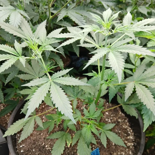 Purple Lemonade Auto Week 4