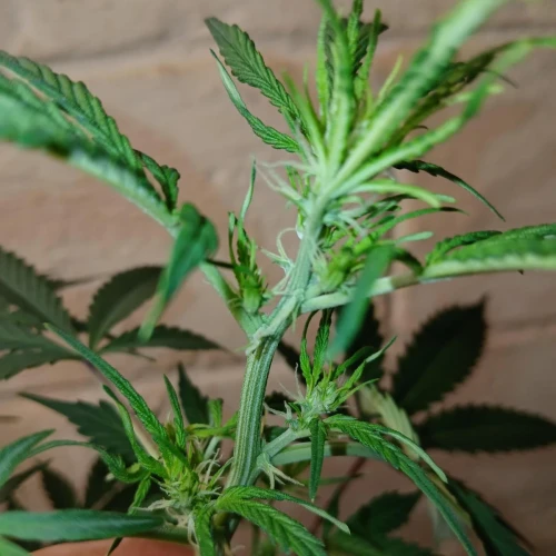 Purple Lemonade Auto Week 5