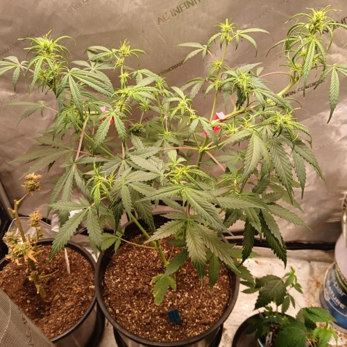 Purple Lemonade Auto Week 6